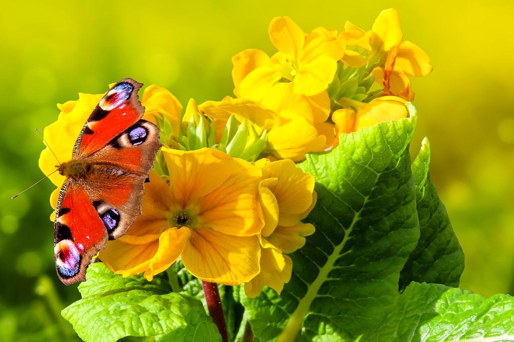 Advanced biometric sensors monitoring health and wellness in smart home environment